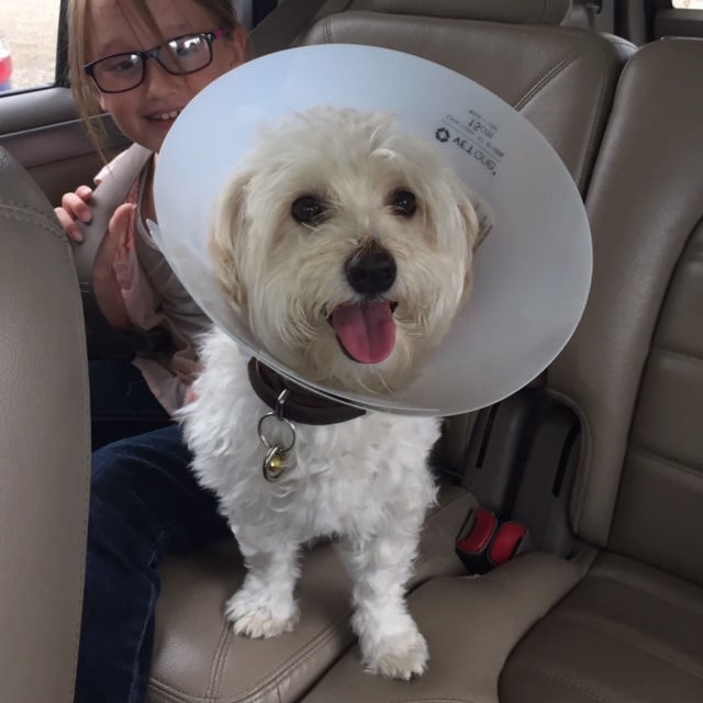 cone of shame